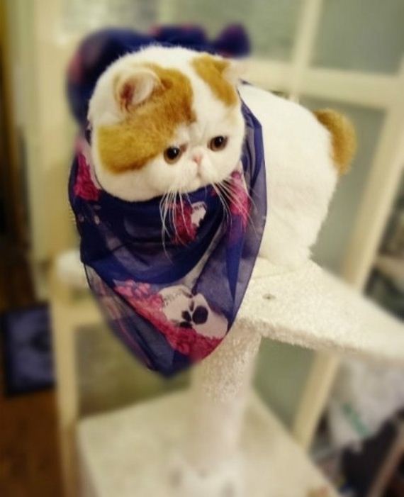 Fashionable Looks Worn By Snoopy The Cat